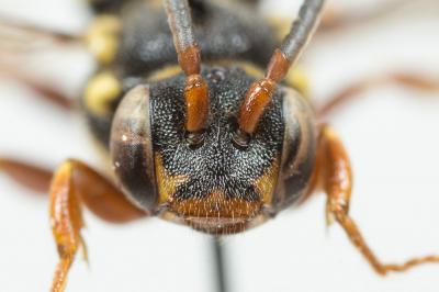  Nomada rufipes Fabricius, 1793