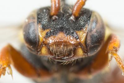  Nomada rufipes Fabricius, 1793