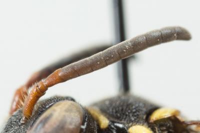  Nomada rufipes Fabricius, 1793