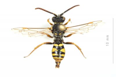  Nomada ruficornis (Linnaeus, 1758)