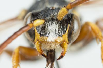  Nomada ruficornis (Linnaeus, 1758)
