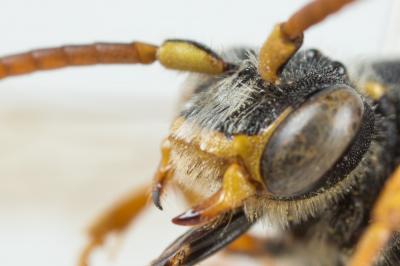  Nomada ruficornis (Linnaeus, 1758)