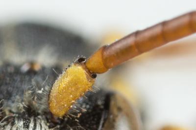  Nomada ruficornis (Linnaeus, 1758)