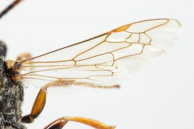  Nomada ruficornis (Linnaeus, 1758)