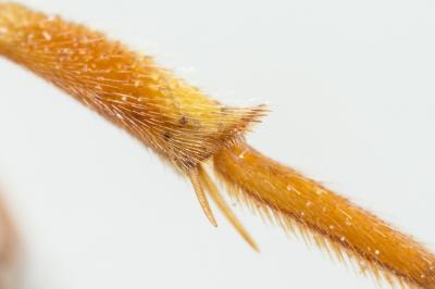  Nomada ruficornis (Linnaeus, 1758)