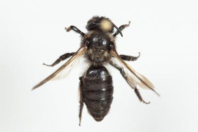  Andrena pilipes Fabricius, 1781