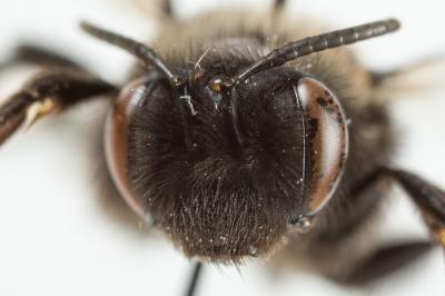  Andrena pilipes Fabricius, 1781