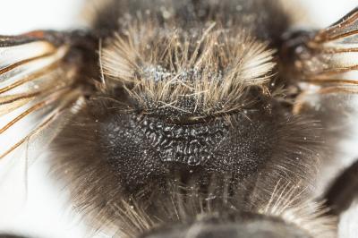  Andrena pilipes Fabricius, 1781