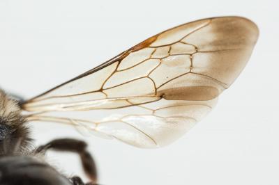  Andrena pilipes Fabricius, 1781