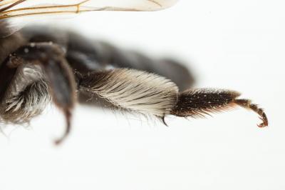  Andrena pilipes Fabricius, 1781