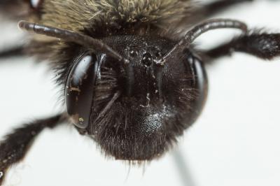  Andrena morio Brullé, 1832