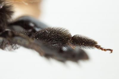  Andrena morio Brullé, 1832