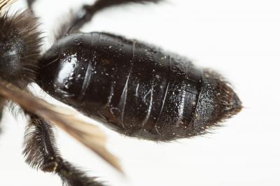  Andrena morio Brullé, 1832