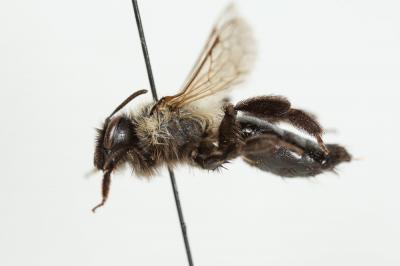  Andrena bicolorata (Rossi, 1790)