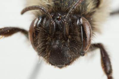  Andrena bicolorata (Rossi, 1790)