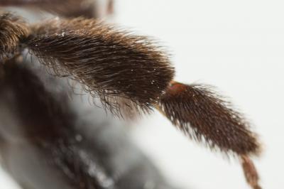  Andrena bicolorata (Rossi, 1790)