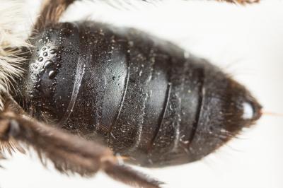  Andrena bicolorata (Rossi, 1790)