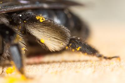  Andrena pilipes Fabricius, 1781