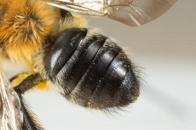 Andrena nitida (Müller, 1776)