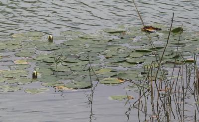 Nénuphar blanc, Lys des étangs Nymphaea alba L., 1753