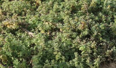 Germandrée des marais, Chamaraz, Germandrée d'eau Teucrium scordium L., 1753
