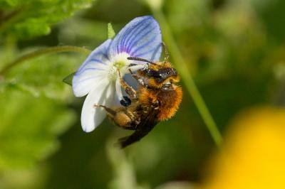  Andrena lagopus Latreille, 1809