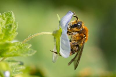  Andrena lagopus Latreille, 1809