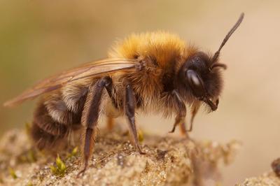  Andrena apicata Smith, 1847