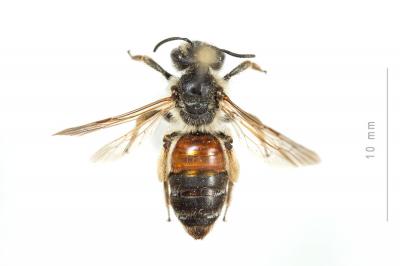  Andrena schencki Morawitz, 1866