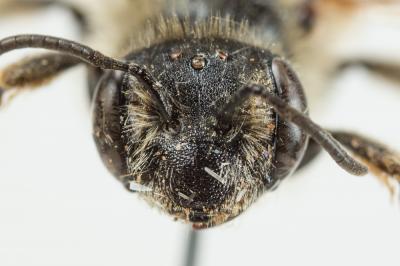  Andrena schencki Morawitz, 1866