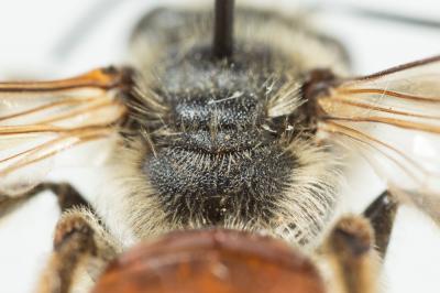  Andrena schencki Morawitz, 1866