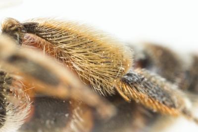  Andrena schencki Morawitz, 1866