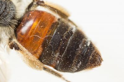  Andrena schencki Morawitz, 1866