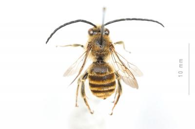 Eucère dorée Eucera chrysopyga Pérez, 1879