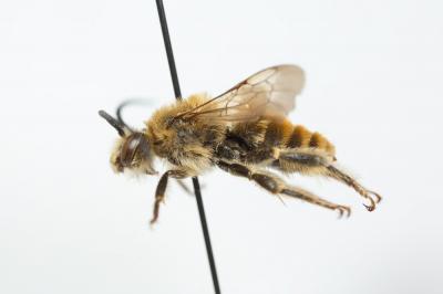 Eucère dorée Eucera chrysopyga Pérez, 1879