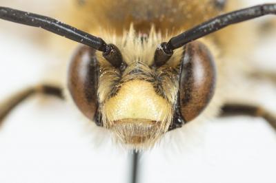 Eucère dorée Eucera chrysopyga Pérez, 1879