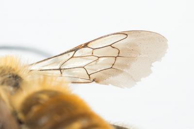 Eucère dorée Eucera chrysopyga Pérez, 1879