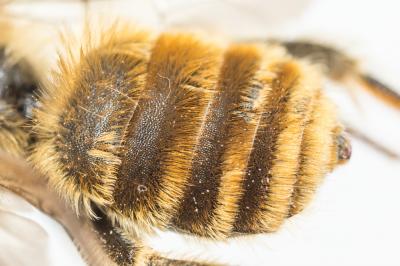 Eucère dorée Eucera chrysopyga Pérez, 1879