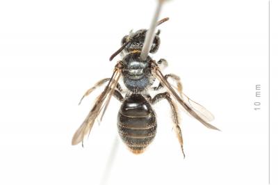  Andrena viridescens Viereck, 1916