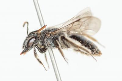  Andrena viridescens Viereck, 1916