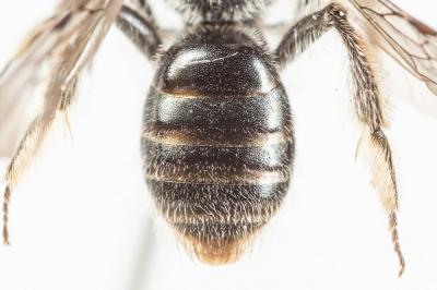  Andrena viridescens Viereck, 1916