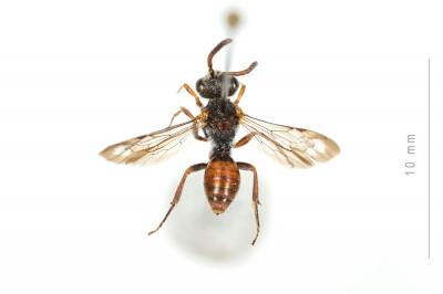  Nomada fallax Pérez, 1913