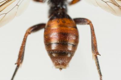  Nomada fallax Pérez, 1913