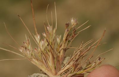 Jonc hybride Juncus hybridus Brot., 1804