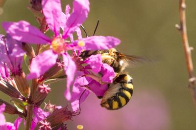  Anthidium florentinum (Fabricius, 1775)