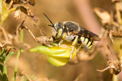  Anthidium loti Perris, 1852