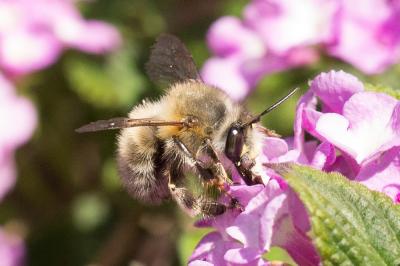 Anthophore commune, Anthophore plumeuse, Anthophor Anthophora plumipes (Pallas, 1772)