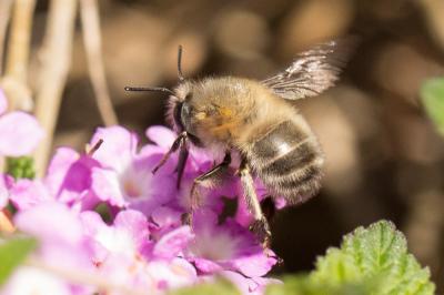 Anthophore commune, Anthophore plumeuse, Anthophor Anthophora plumipes (Pallas, 1772)