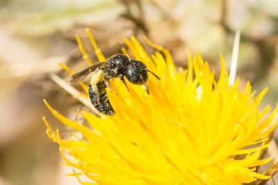 Cératine bleutée Ceratina cyanea (Kirby, 1802)