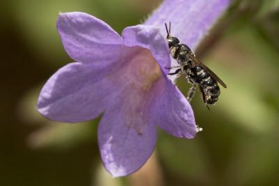  Chelostoma Latreille, 1809